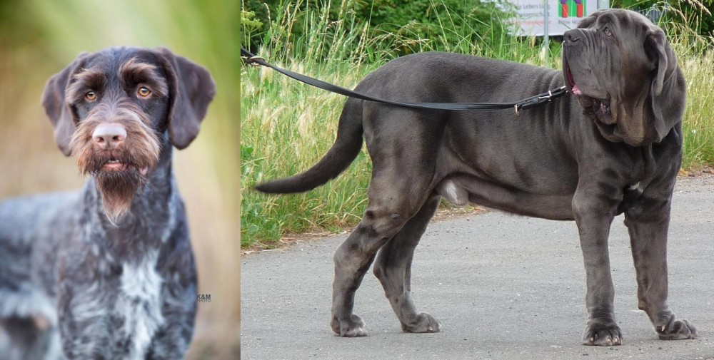 Neapolitan Mastiff vs German Wirehaired Pointer - Breed Comparison