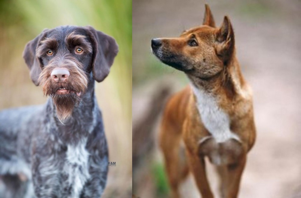 New Guinea Singing Dog vs German Wirehaired Pointer - Breed Comparison
