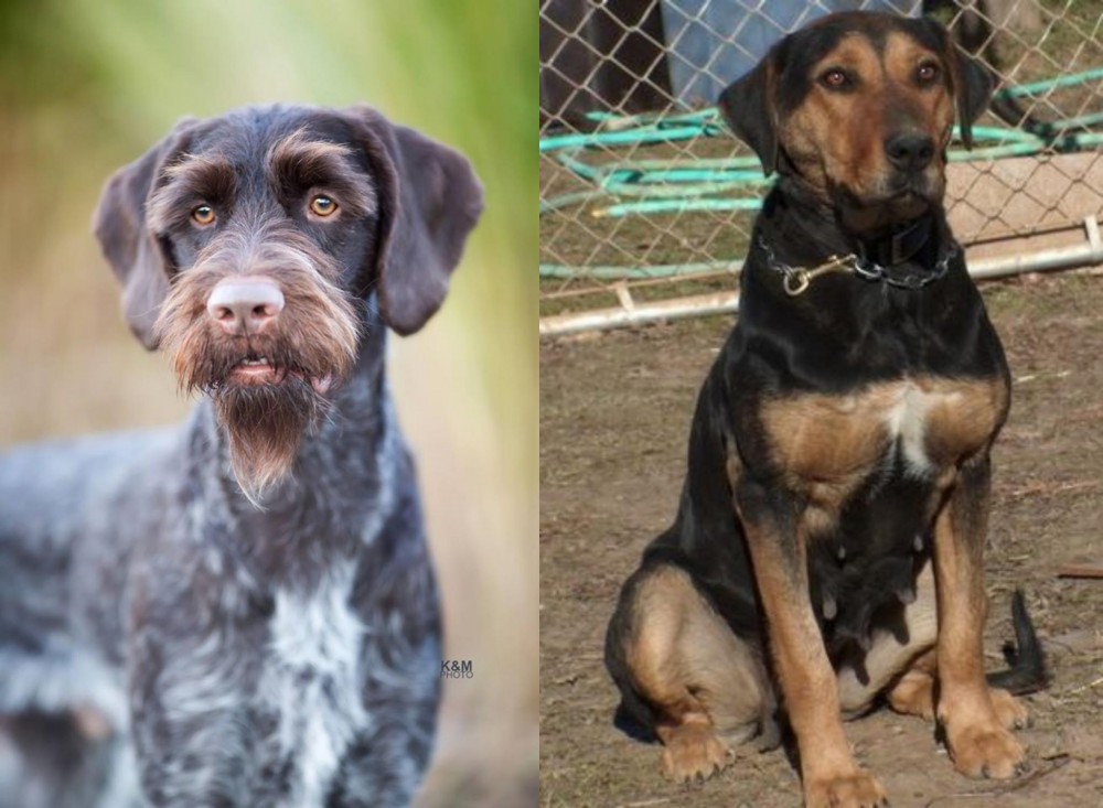 New Zealand Huntaway vs German Wirehaired Pointer - Breed Comparison