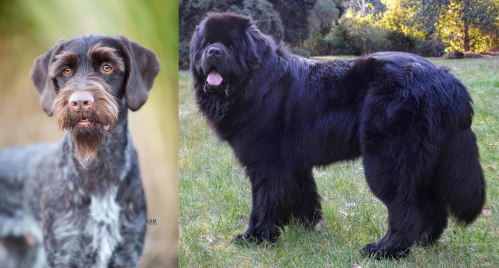 Newfoundland Dog vs German Wirehaired Pointer - Breed Comparison