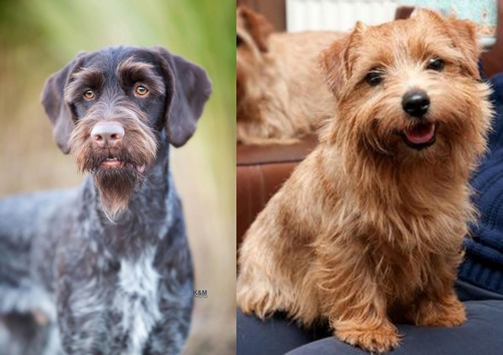 Norfolk Terrier vs German Wirehaired Pointer - Breed Comparison