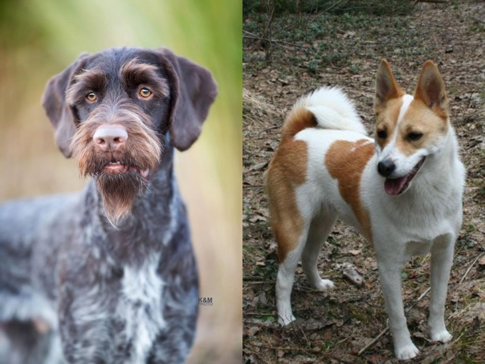Norrbottenspets vs German Wirehaired Pointer - Breed Comparison