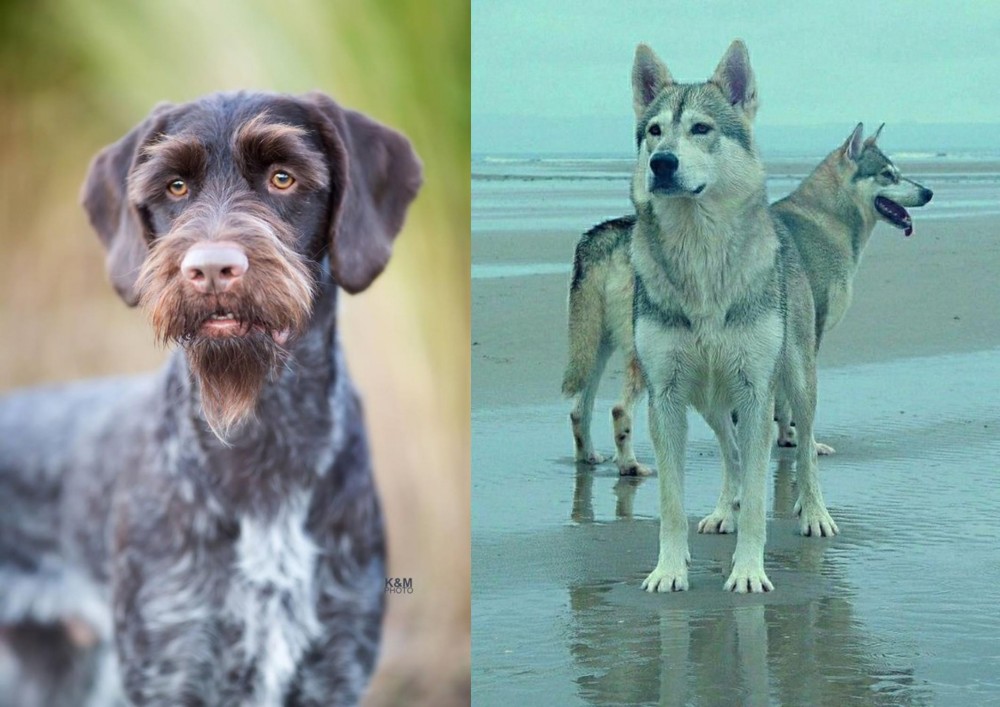 Northern Inuit Dog vs German Wirehaired Pointer - Breed Comparison