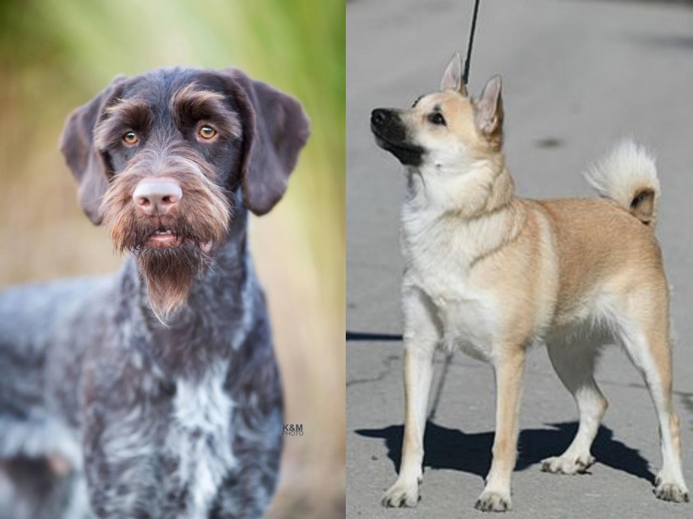 Norwegian Buhund vs German Wirehaired Pointer - Breed Comparison