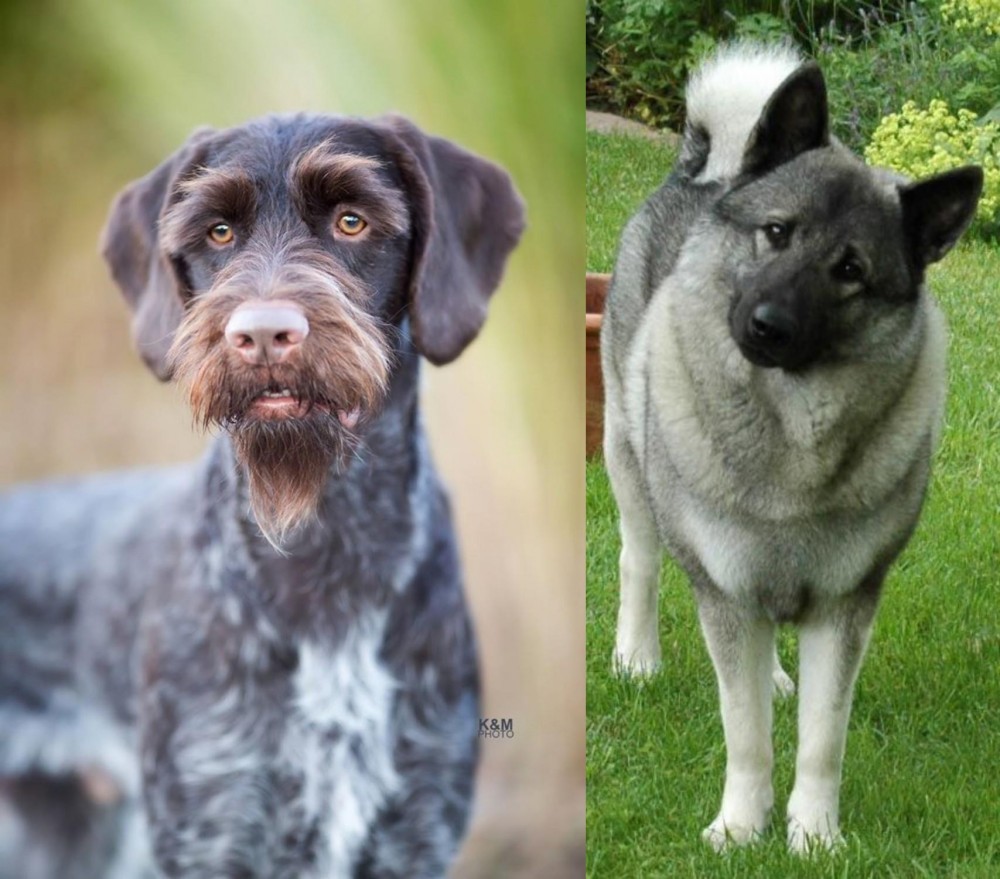 Norwegian Elkhound vs German Wirehaired Pointer - Breed Comparison