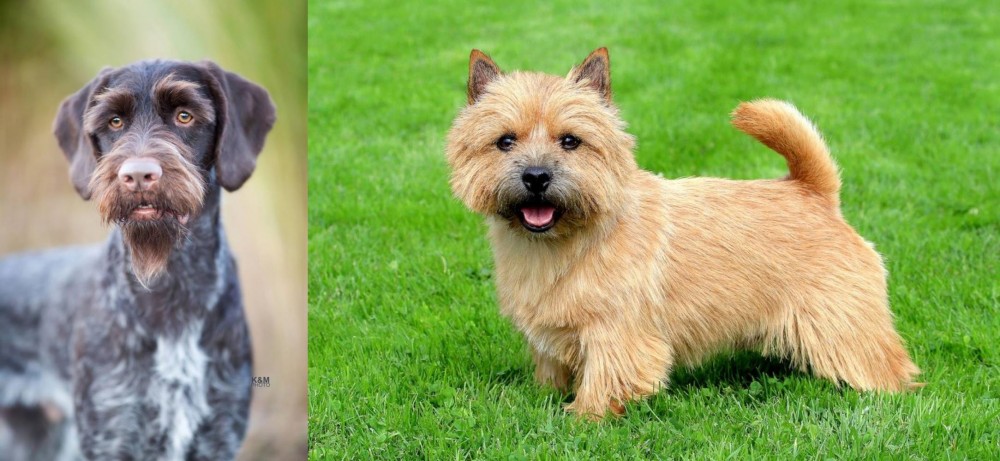 Norwich Terrier vs German Wirehaired Pointer - Breed Comparison