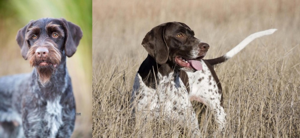Old Danish Pointer vs German Wirehaired Pointer - Breed Comparison