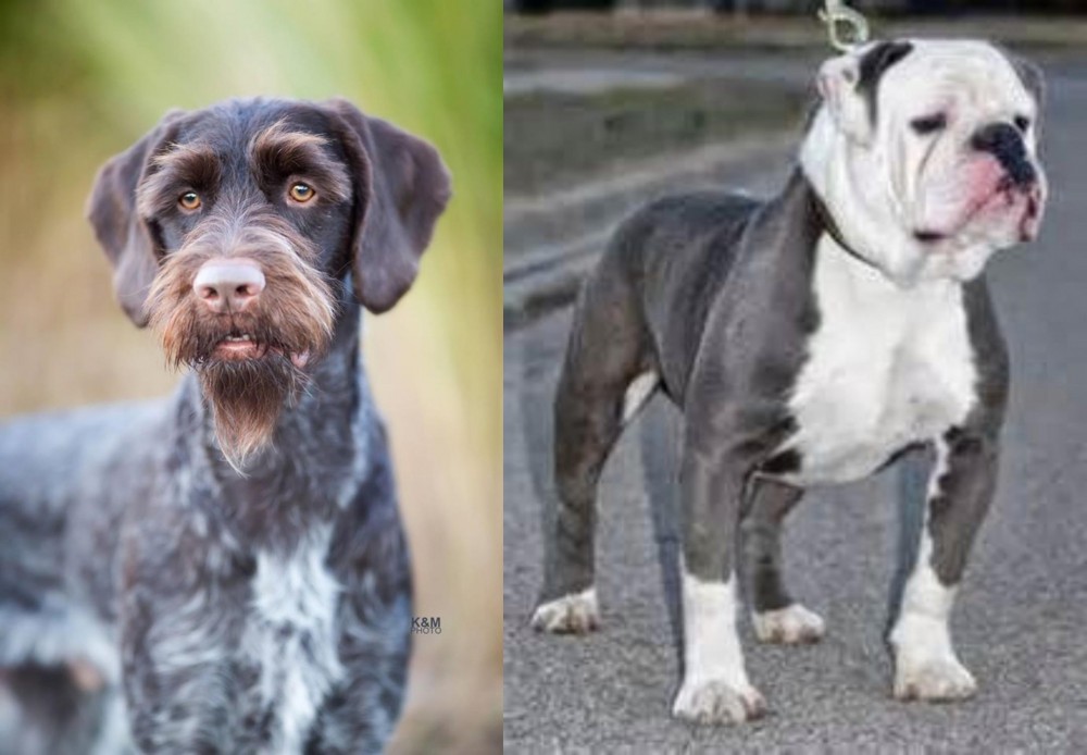 Old English Bulldog vs German Wirehaired Pointer - Breed Comparison