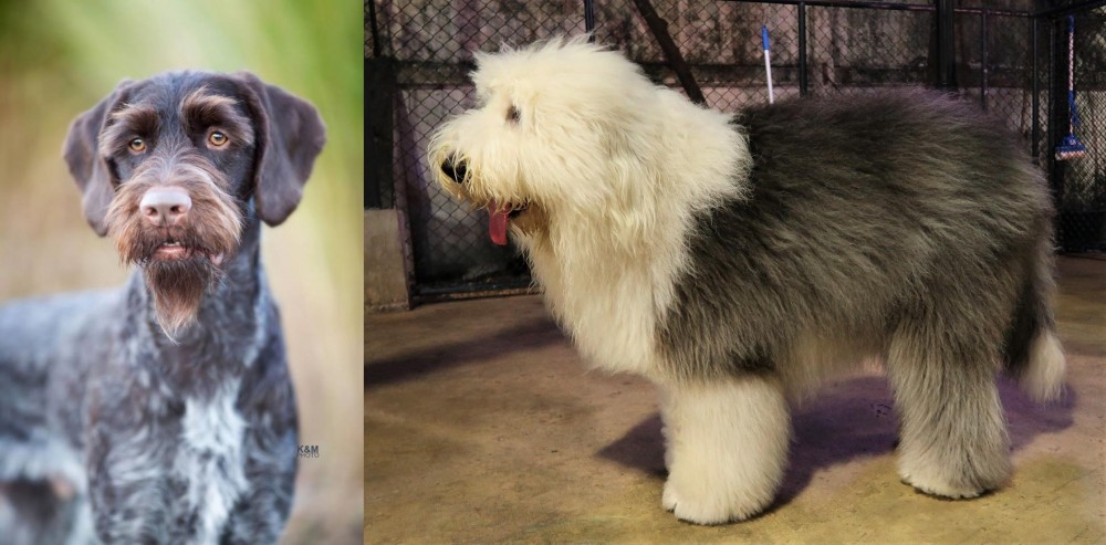 Old English Sheepdog vs German Wirehaired Pointer - Breed Comparison