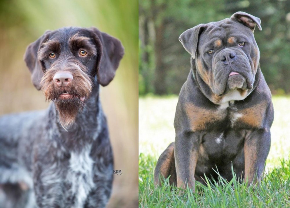 Olde English Bulldogge vs German Wirehaired Pointer - Breed Comparison