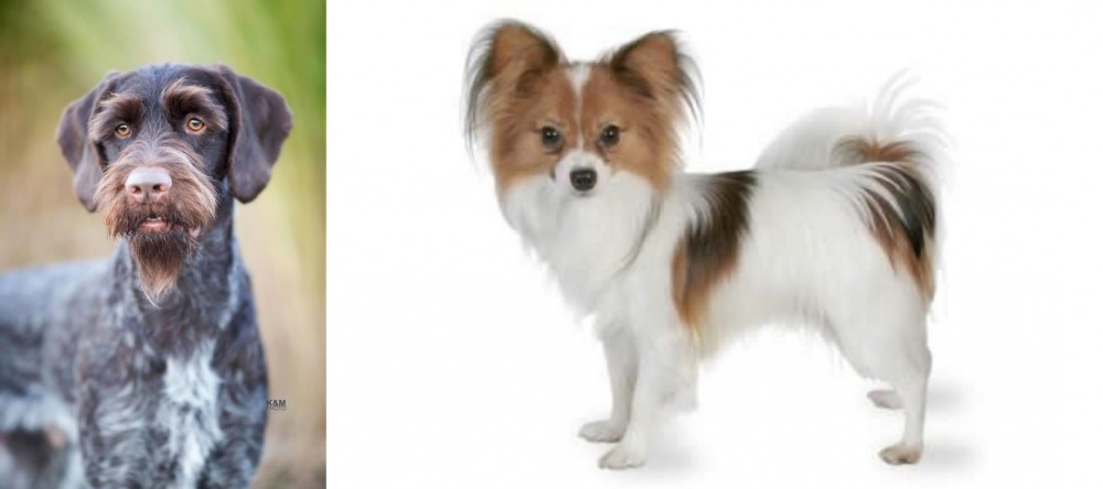 Papillon vs German Wirehaired Pointer - Breed Comparison