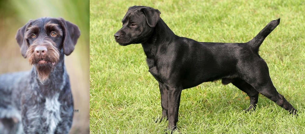 Patterdale Terrier vs German Wirehaired Pointer - Breed Comparison