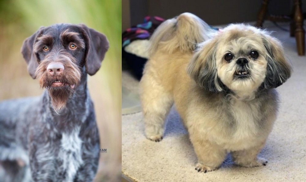 PekePoo vs German Wirehaired Pointer - Breed Comparison