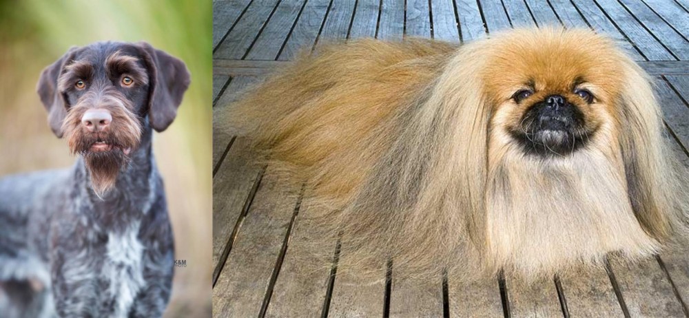 Pekingese vs German Wirehaired Pointer - Breed Comparison