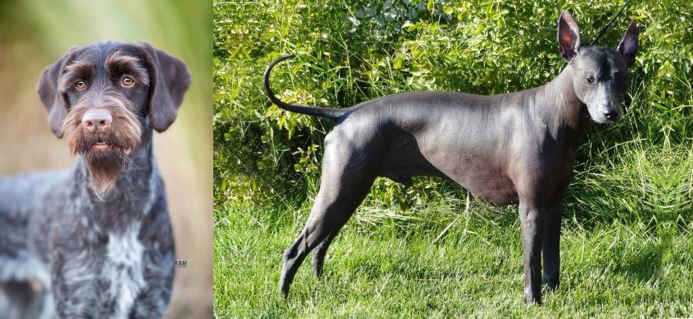 Peruvian Hairless vs German Wirehaired Pointer - Breed Comparison