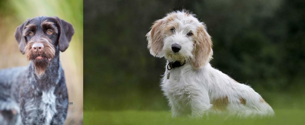 Petit Basset Griffon Vendeen vs German Wirehaired Pointer - Breed Comparison