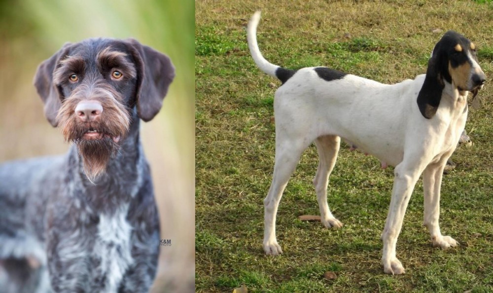 Petit Gascon Saintongeois vs German Wirehaired Pointer - Breed Comparison
