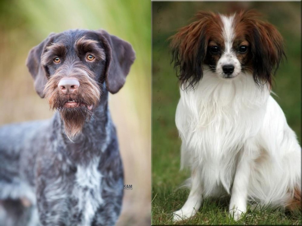 Phalene vs German Wirehaired Pointer - Breed Comparison