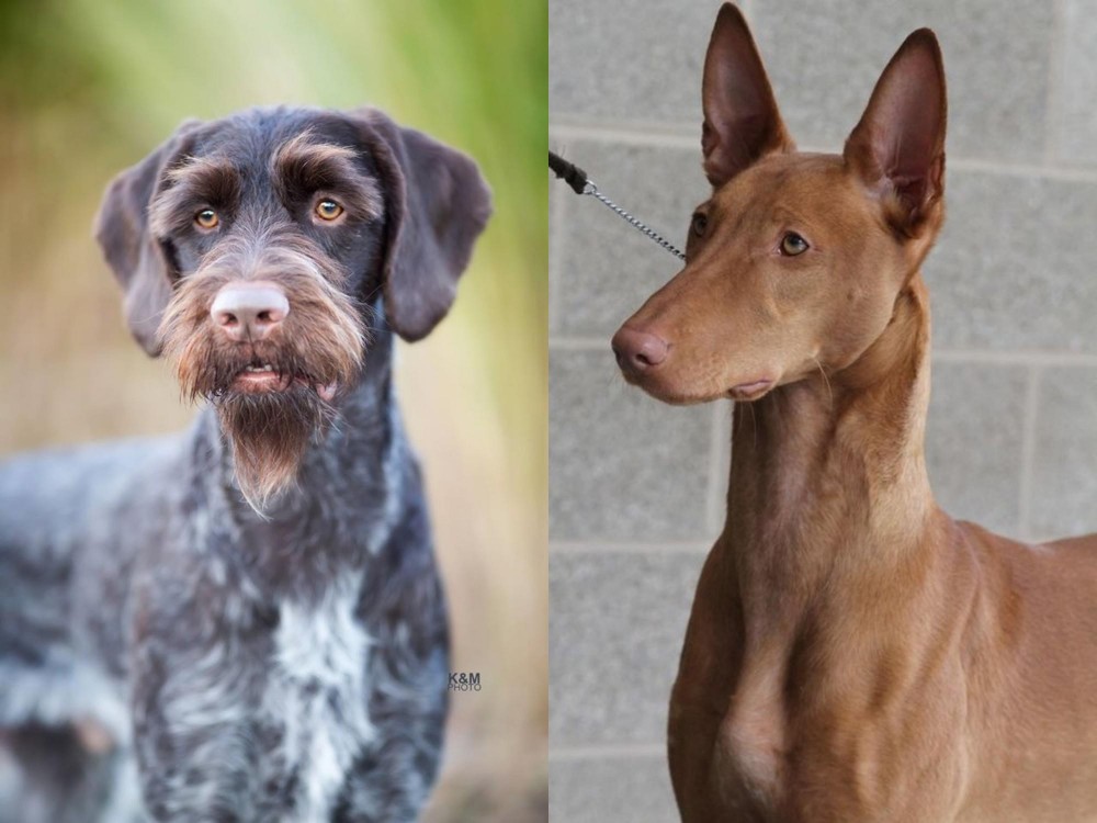 Pharaoh Hound vs German Wirehaired Pointer - Breed Comparison