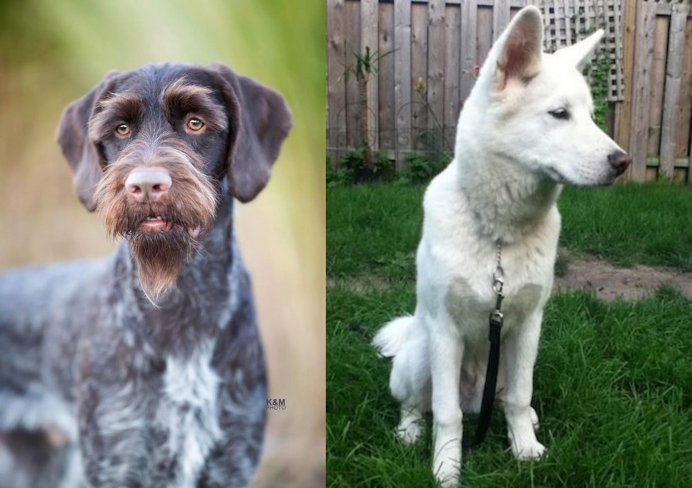 Phung San vs German Wirehaired Pointer - Breed Comparison
