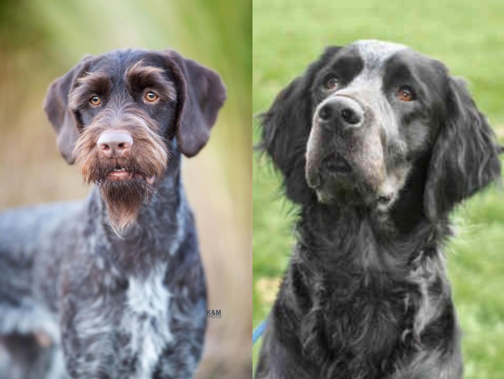 Picardy Spaniel vs German Wirehaired Pointer - Breed Comparison