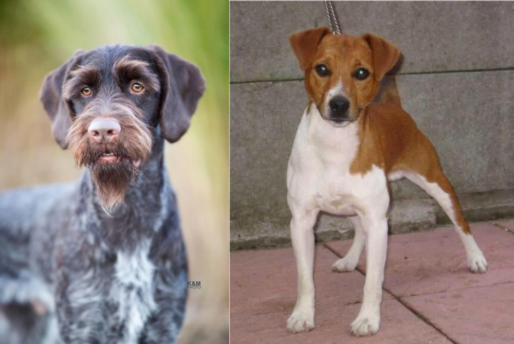 Plummer Terrier vs German Wirehaired Pointer - Breed Comparison