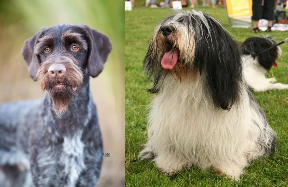 Polish Lowland Sheepdog vs German Wirehaired Pointer - Breed Comparison
