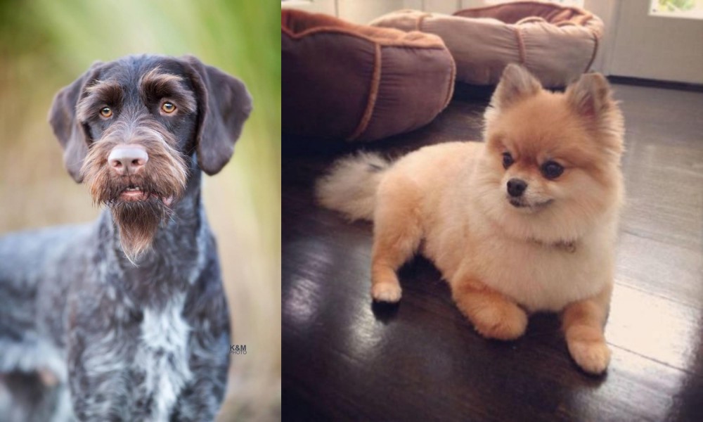 Pomeranian vs German Wirehaired Pointer - Breed Comparison