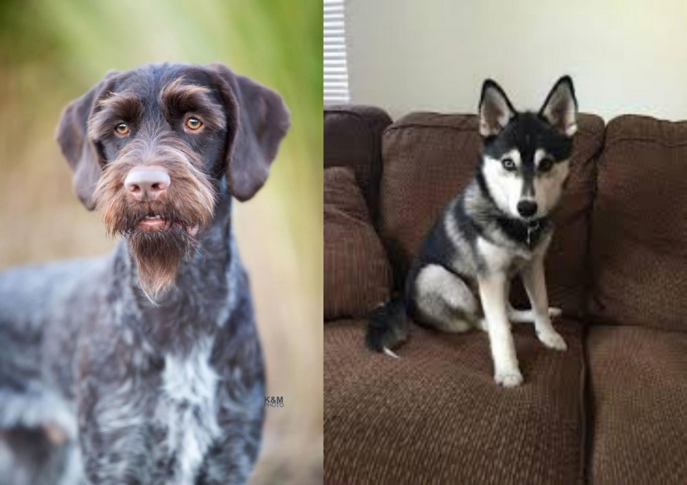 Pomsky vs German Wirehaired Pointer - Breed Comparison