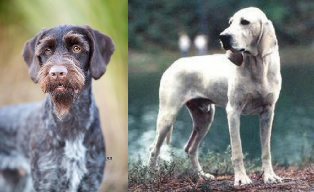 Porcelaine vs German Wirehaired Pointer - Breed Comparison