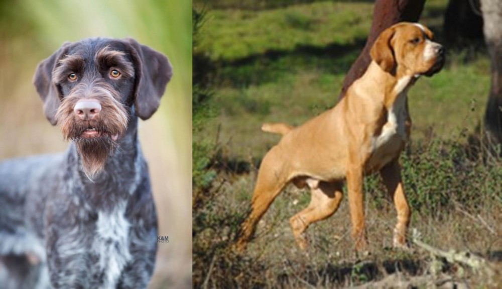 Portuguese Pointer vs German Wirehaired Pointer - Breed Comparison
