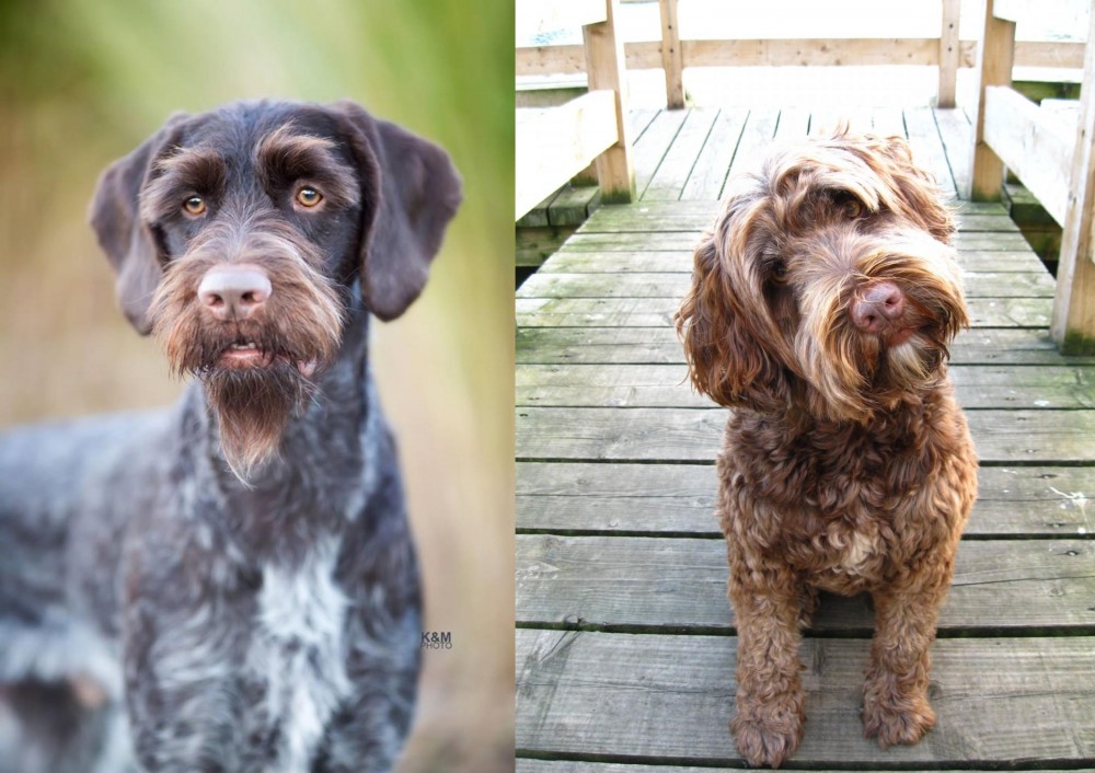 Portuguese Water Dog vs German Wirehaired Pointer - Breed Comparison