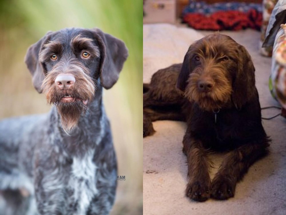 Pudelpointer vs German Wirehaired Pointer - Breed Comparison