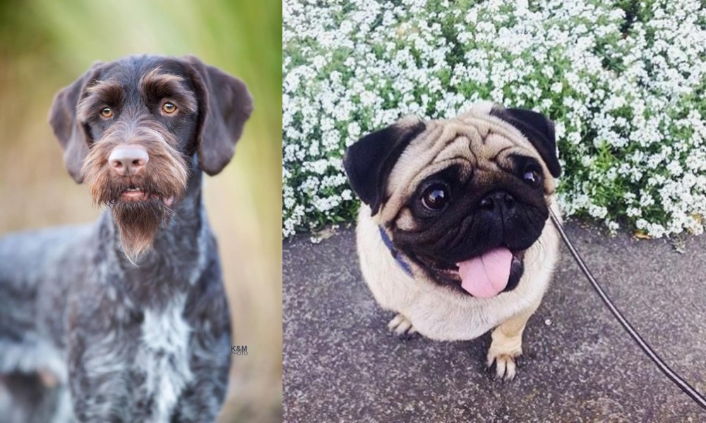 Pug vs German Wirehaired Pointer - Breed Comparison