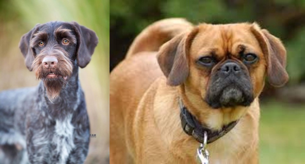 Pugalier vs German Wirehaired Pointer - Breed Comparison