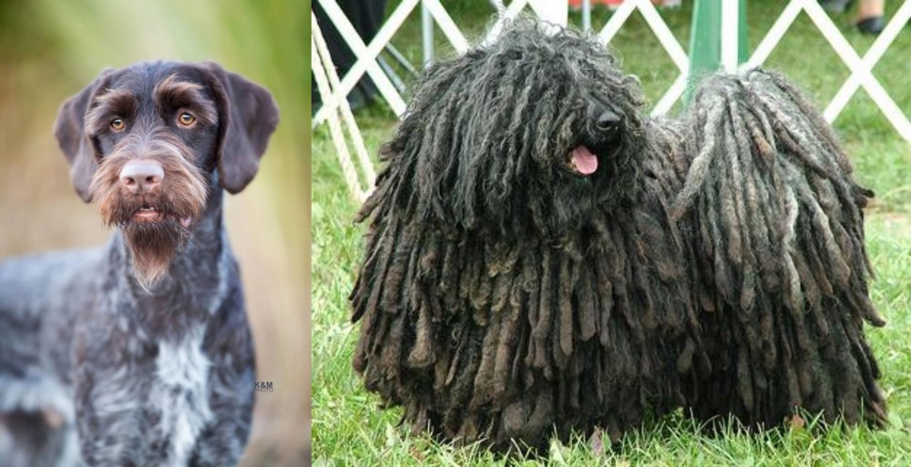 Puli vs German Wirehaired Pointer - Breed Comparison