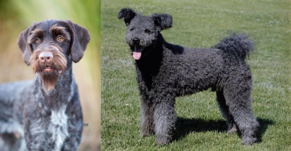 Pumi vs German Wirehaired Pointer - Breed Comparison