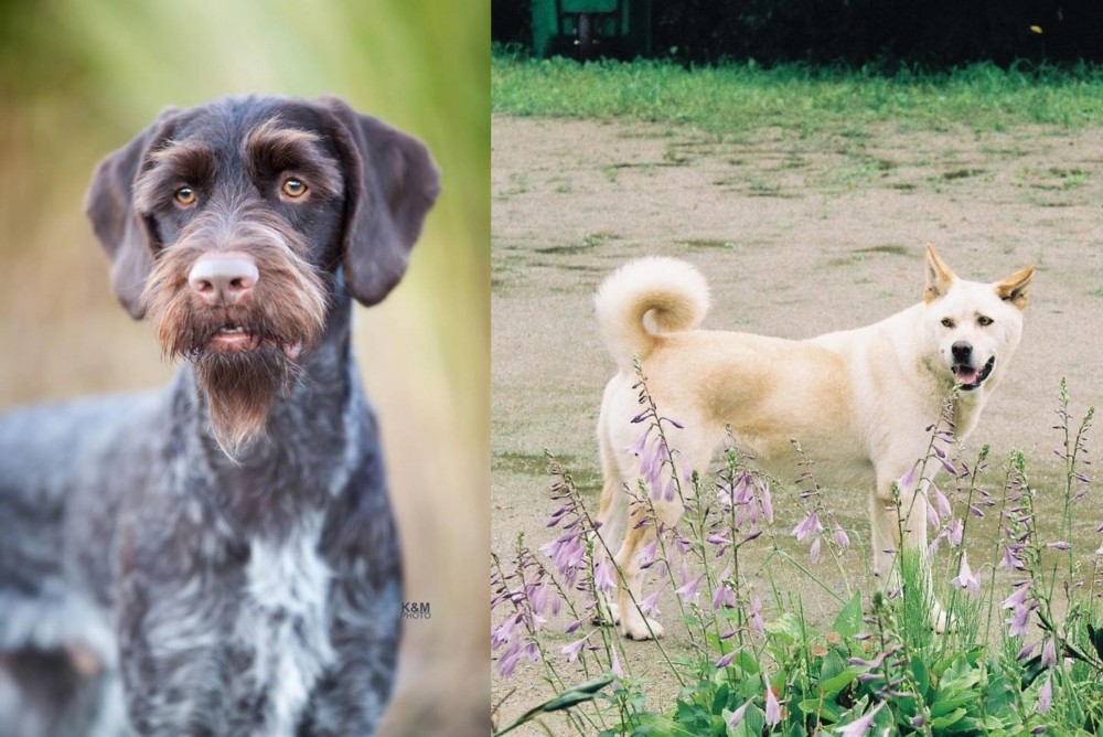 Pungsan Dog vs German Wirehaired Pointer - Breed Comparison