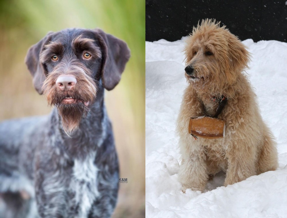 Pyredoodle vs German Wirehaired Pointer - Breed Comparison