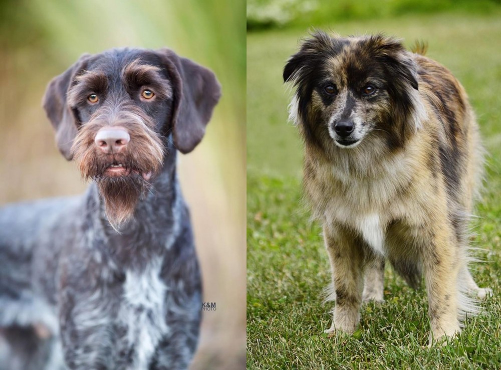 Pyrenean Shepherd vs German Wirehaired Pointer - Breed Comparison
