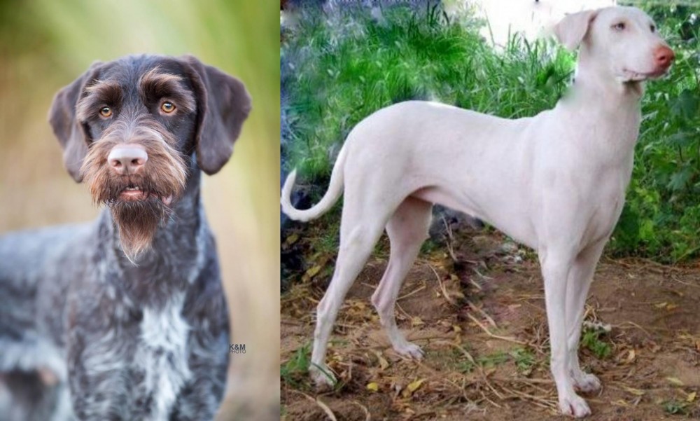 Rajapalayam vs German Wirehaired Pointer - Breed Comparison