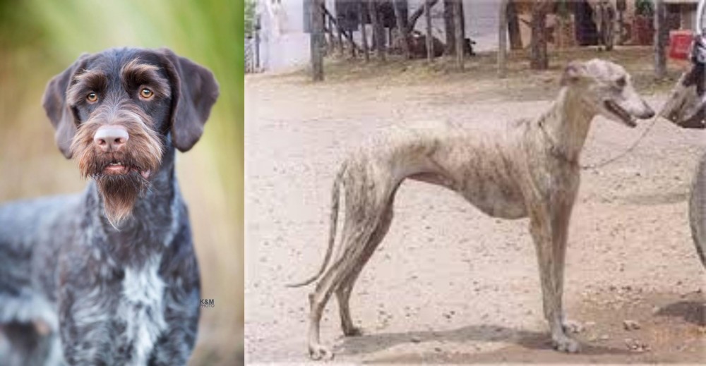 Rampur Greyhound vs German Wirehaired Pointer - Breed Comparison