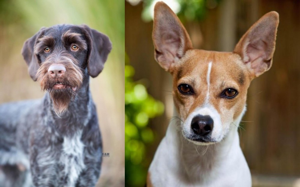 Rat Terrier vs German Wirehaired Pointer - Breed Comparison