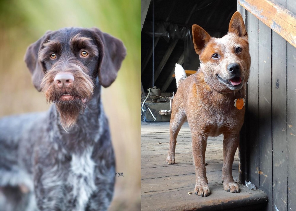 Red Heeler vs German Wirehaired Pointer - Breed Comparison