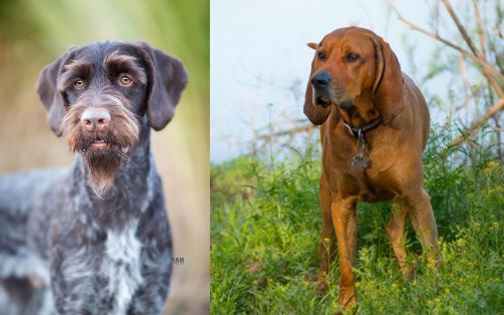Redbone Coonhound vs German Wirehaired Pointer - Breed Comparison