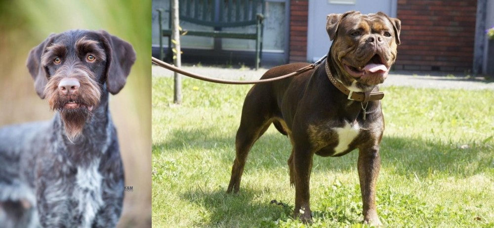 Renascence Bulldogge vs German Wirehaired Pointer - Breed Comparison