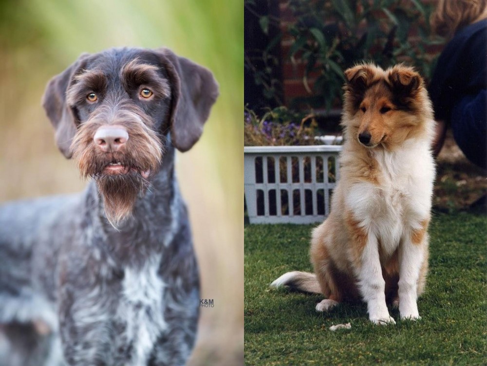 Rough Collie vs German Wirehaired Pointer - Breed Comparison
