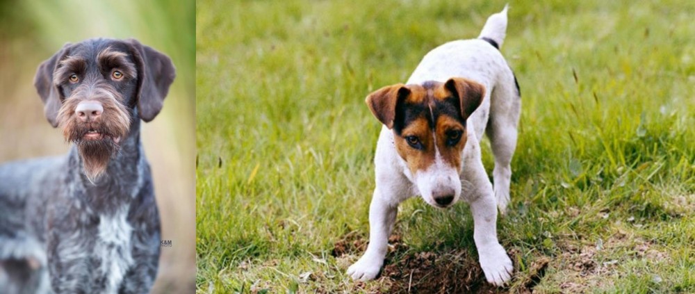 Russell Terrier vs German Wirehaired Pointer - Breed Comparison