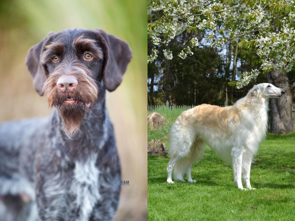 Russian Hound vs German Wirehaired Pointer - Breed Comparison