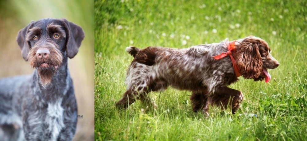 Russian Spaniel vs German Wirehaired Pointer - Breed Comparison